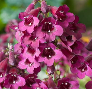 Penstemon 'Black Bird'