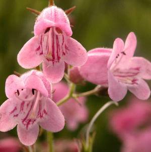 Penstemon 'Hewwel Pink Bedder'