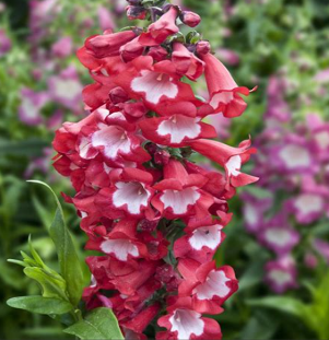 Penstemon 'Le Phare'