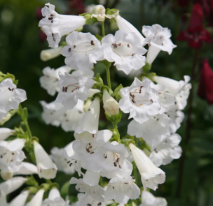 Penstemon 'White Bedder'