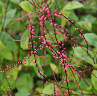 Persicaria filiformis