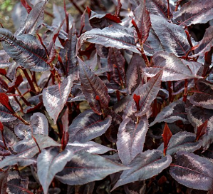 Persicaria microcephala 'Red Dragon'
