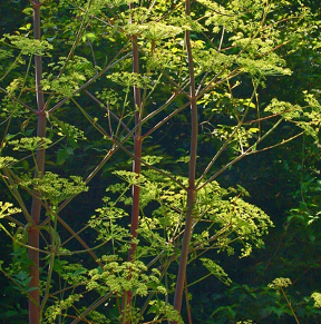 Peucedanum verticillare