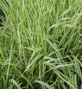 Phalaris arundinacea 'Variegata'