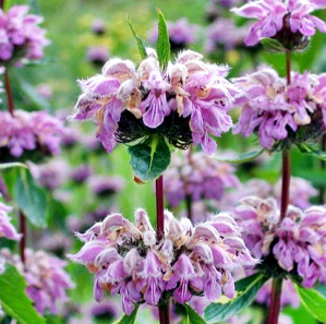 Phlomis tuberosa 'Bronze Flamingo'