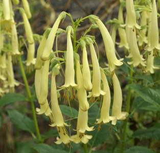 Phygelius rectus 'Moonraker'