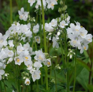 Polemonium caeruleum 'Album'