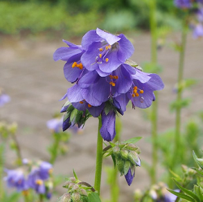 Polemonium caeruleum