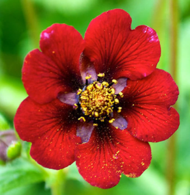 Potentilla atrosanguinea 'Scarlet Starlight'