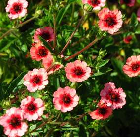 Potentilla nepalensis 'Miss Willmott'