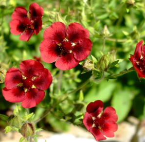 Potentilla thurberii