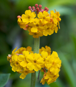 Primula bulleyana