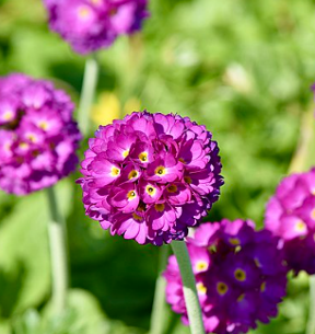 Primula denticulata