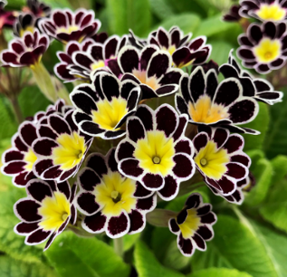 Primula eliator hyb. 'Victoria Gold Lace Black'