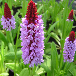 Primula vialii