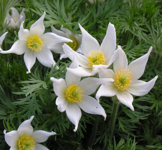 Pulsatilla vulgaris 'Alba'