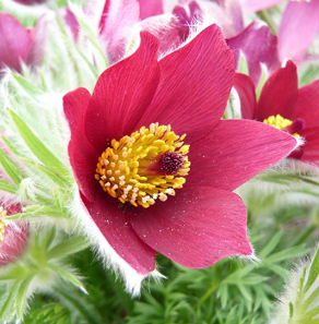 Pulsatilla vulgaris 'Rubra'
