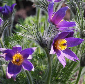 Pulsatilla vulgaris