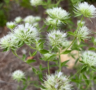 Pycnanthemum flexuosum