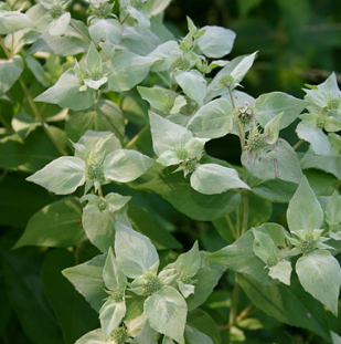 Pycnanthemum muticum