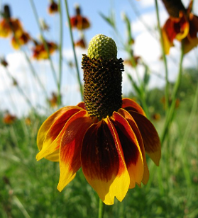 Ratibida columnifera