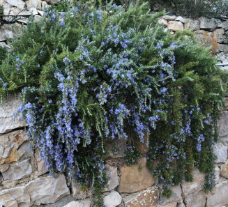 Romarin rampant – Rosmarinus off. 'Prostatus'
