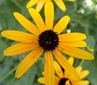 Rudbeckia fulgida 'Deamii'