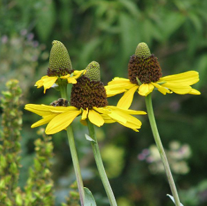 Rudbeckia maxima