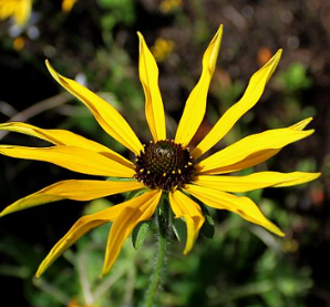 Rudbeckia missouriensis