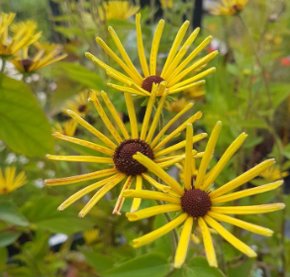 Rudbeckia subtomentosa 'Henry Eilers'