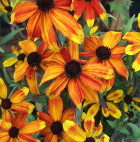 Rudbeckia triloba 'Prairie Glow'