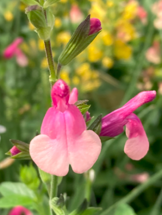 Salvia 'Shell Dancer'