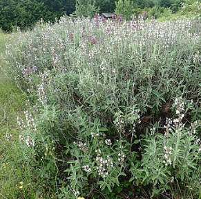 Salvia fruticosa