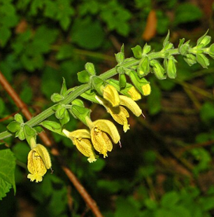 Salvia glutinosa