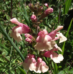 Salvia greggi 'Sierra San Antonio'