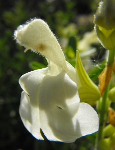 Salvia greggii 'Alba'