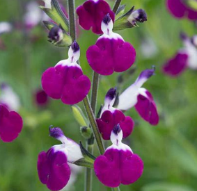 Salvia microphylla 'Amethyst Lips'