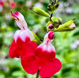 Salvia microphylla 'Hot Lips'