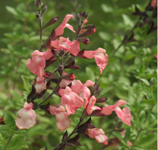 Salvia microphylla 'Ribambelle'