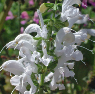 Salvia pratensis 'Swan Lake'