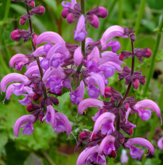 Salvia pratensis 'Sweet Esmeralda'