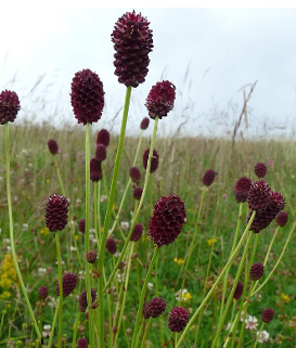 Sanguisorba menziesii