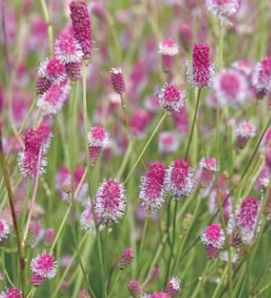 Sanguisorba officinalis 'Pink Tanna'