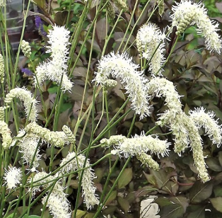 Sanguisorba tenuifolia 'Alba'