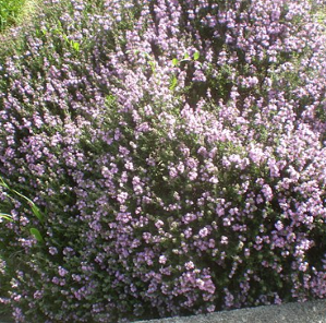 Sarriette - Satureja montana