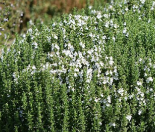 Sariette citron - Satureja montana var. citriodora