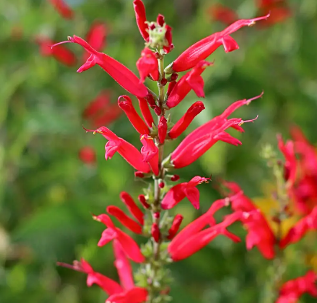 Sauge Ananas – Salvia elegans