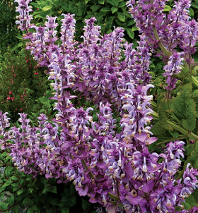 Sauge sclarée - Salvia sclarea