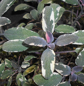 Sauge tricolore – Salvia officinalis 'Tricolor'