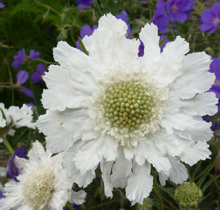 Scabiosa caucasica 'Alba'